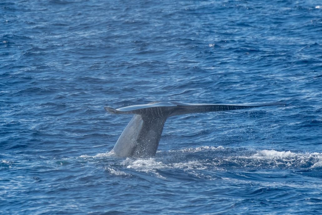 Whale Watching in Weligama